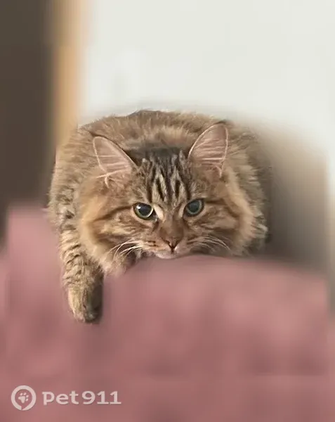 Пропала кошка, Пермь, Сигаева, д. 2а — очень пугливая, короткий хвостик - photo