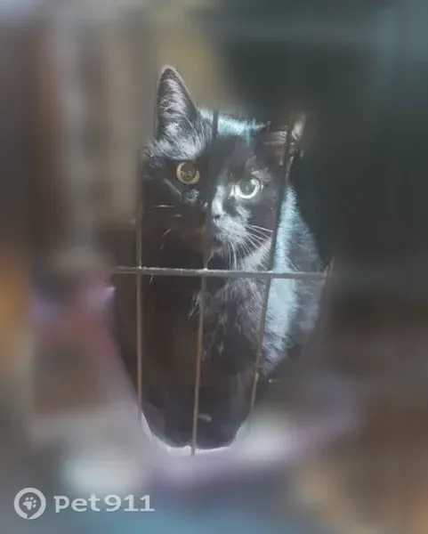 Пропала кошка, Деревня Звени, Южная — большой старый чёрный кот - photo