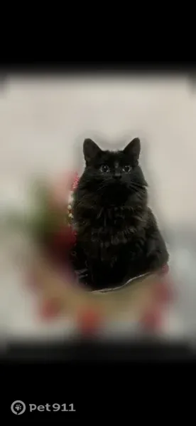 Пропала кошка, Чебоксары, Эльгера, д. 8 — отзывается на имя Чоко - photo