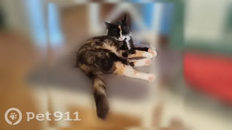 Пропала кошка, Калининград, Куйбышева, д. 53А — трёхцветная, молчаливая - photo