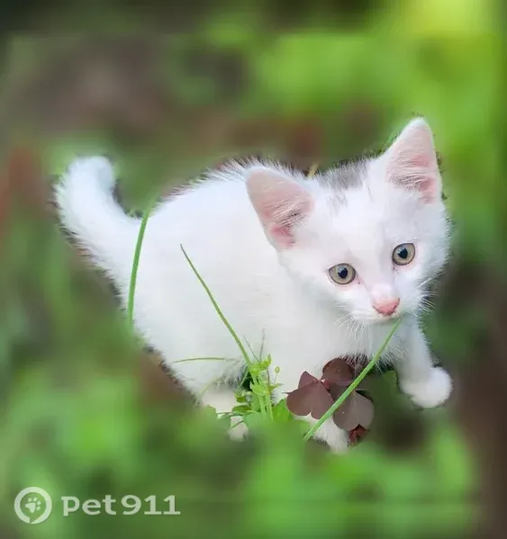 Пропала кошка, Ливны, Орловская, д. 110д — белый котёнок, 2,5 месяца - photo