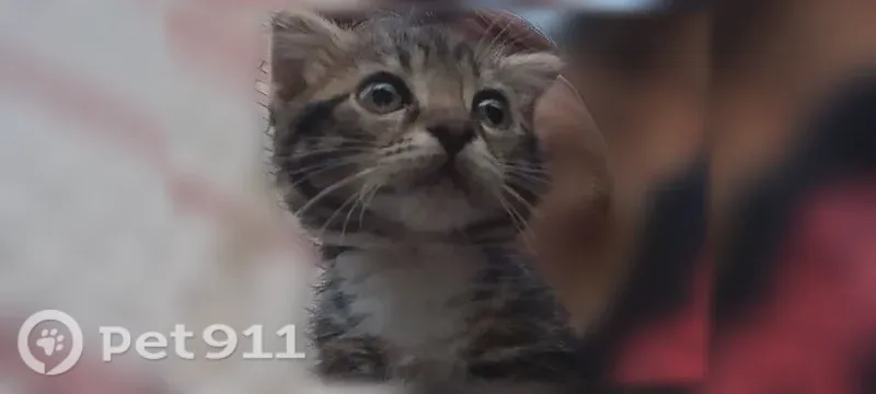 Пропала кошка, Станционная, д. 3, Сергач — 4 месяца, ласковый и игривый - photo