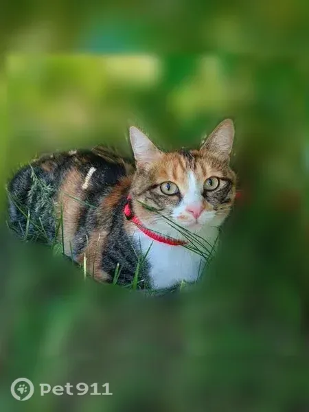 Пропала кошка, им. Разина С.Т., д. 15, Саратов — трёхцветная, пугливая - photo