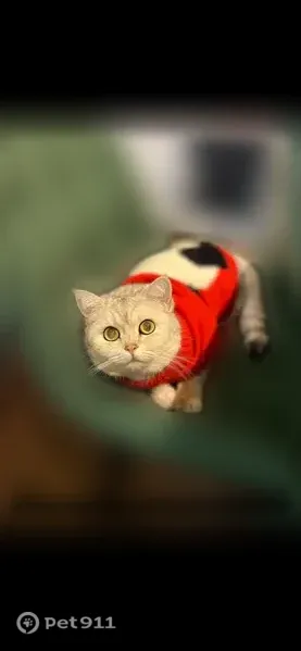 Пропала кошка, Деревня Красный Стан (г Можайск), Можайск — шотландская прямоухая, бело-серый окрас - photo