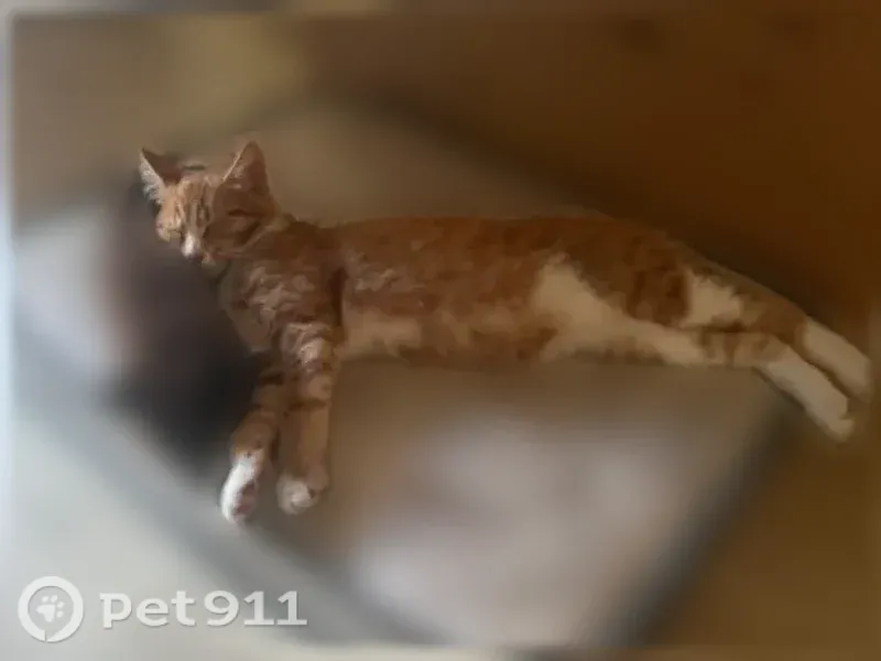Пропала кошка, Брянск, 2-я Почепская, д. 4 — котёнок 5 месяцев, рыжий окрас - photo