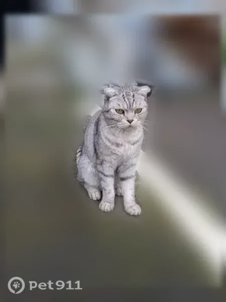 Найдена кошка, Июльская, д. 39/2, Екатеринбург — стерильная, вислоухая - photo