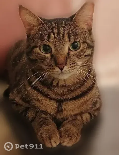 Пропала кошка, Мариинск, Комсомольская, д. 5 — полосато-серый кот с чёрными полосами и кисточками на ушах - photo