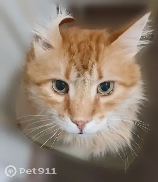 Пропала кошка, Село Мирное, Белова, Мирное — большой рыжий кот, 12 лет - photo