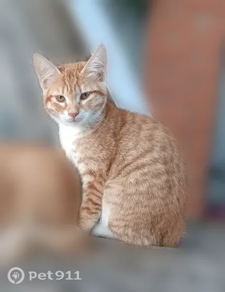 Пропала кошка, Вышний Волочек, Малая Транспортная, Вышний Волочёк — котёнок, мальчик 3,5 месяца - photo