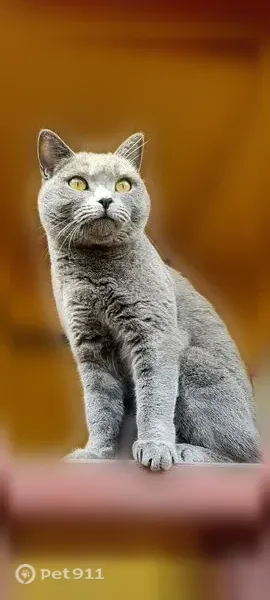 Пропала кошка, Рабочий поселок Вожега, Гагарина, Вожега — серая короткошёрстная британка Кнопа - photo