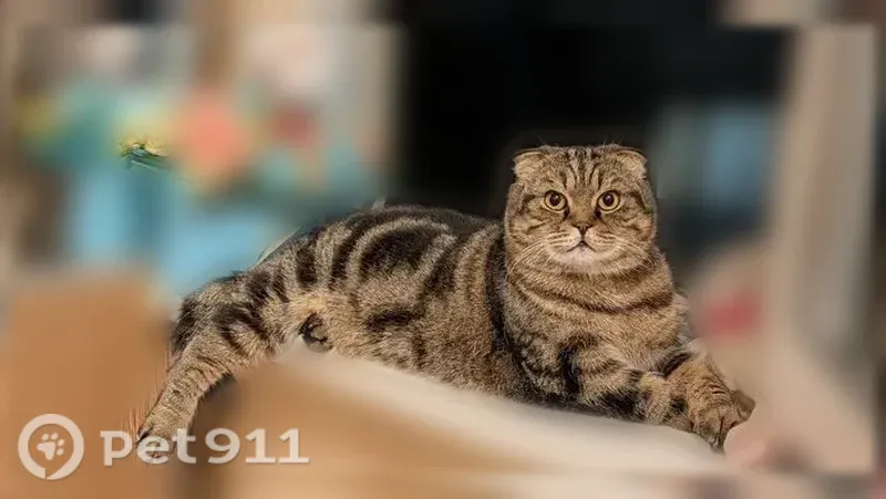 Пропала кошка, Сочи, Гончарова, д. 6/1 — шотландский вислоухий, боится людей - photo