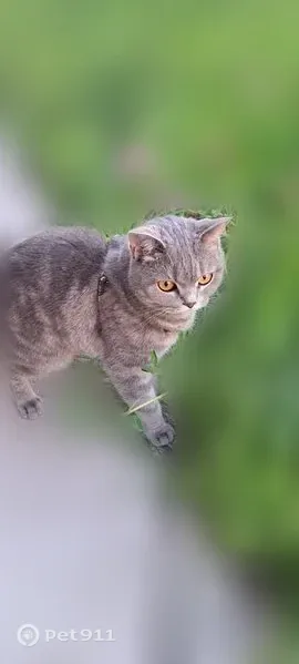 Пропала кошка, Благовещенск — серая, 5 лет - photo