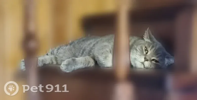 Пропала кошка, Новокузнецк, район «Белые дома» — «Абашево», взрослая, 6–8 лет, стерилизована - photo