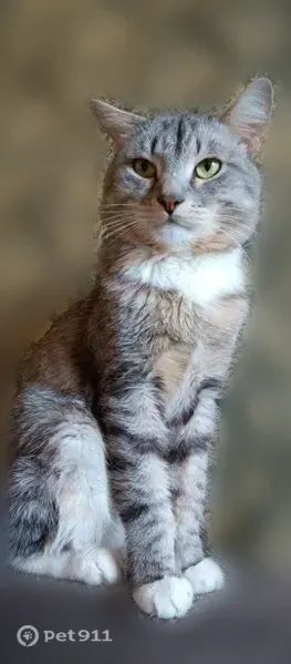 Пропала кошка, Физкультурников, д. 14, Киров — правое ухо надломано - photo