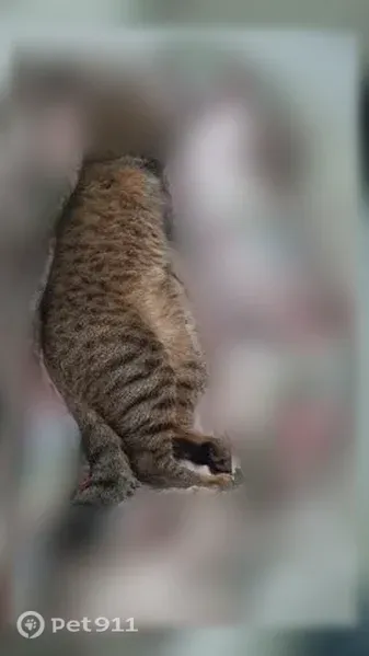 Пропала кошка, Нижний Новгород — серый полосатый, кастрирован, зовут Серик - photo