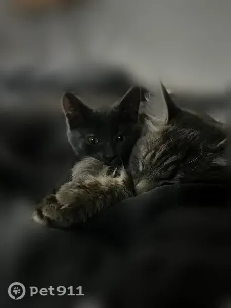 Пропала кошка, Чайковского, д. 50А, Владимир — котёнок 3 месяца, большие ушки, длинный хвост - photo