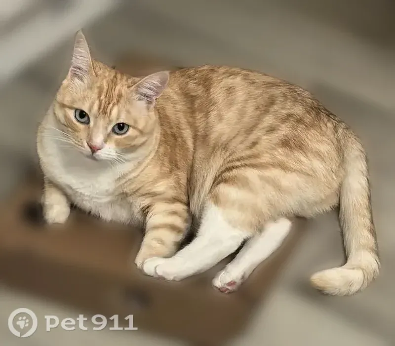 Пропала кошка, Территория снт Маяк 79 (поселок Стрельня), Стрельня — светлорыжая с белыми лапками и животиком - photo