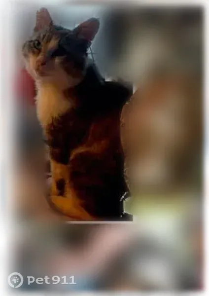 Пропала кошка, Липецк, Космонавтов, д. 7/3 — очень боится людей - photo