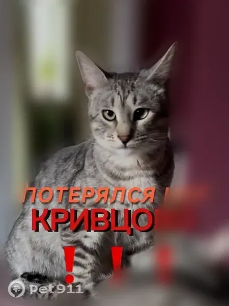 Пропала кошка, Деревня Кривцово (г Солнечногорск), Малиновая, Солнечногорск — полосатая, откликается на Тор - photo