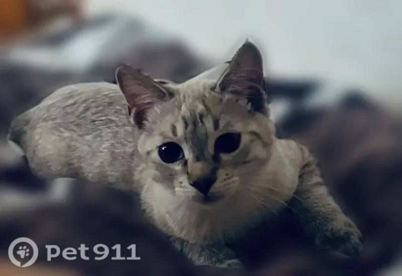 Пропала кошка, Уссурийск, Некрасовa, д. 75 — светло-белая, уши с чёрными треугольниками - photo