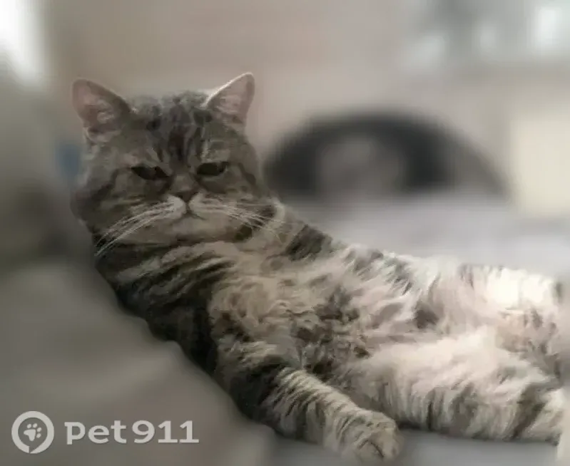 Пропала кошка, Село Жуково, Школьная, д. 9, Жуково — серый полосатый, очень спокойный - photo
