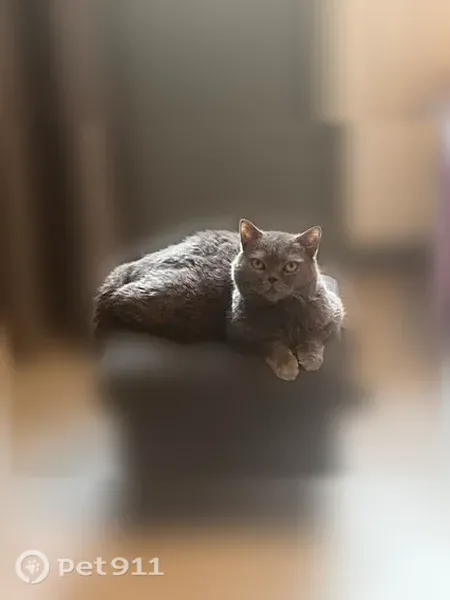 Кошка ищет дом, Котельники, Строителей, д. 5, Котельники — кастрирован, привит - photo