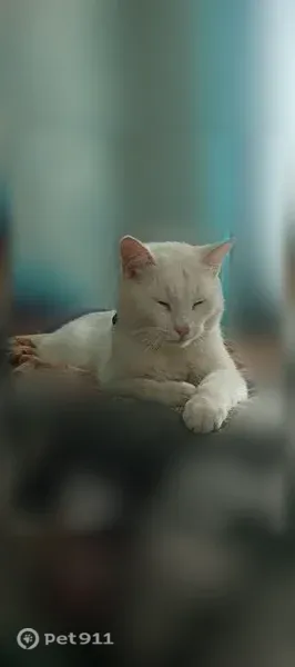 Пропала кошка, Печорская, Каменск-Шахтинский — полностью белый кот - photo