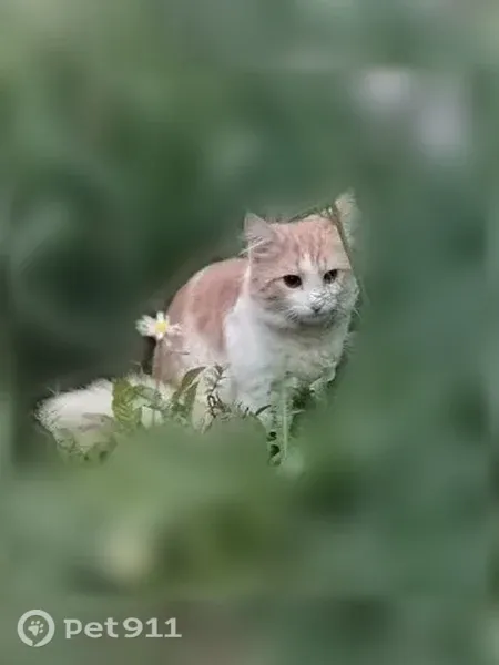 Пропала кошка, Ошарская, д. 94А, Нижний Новгород — котик Персик, 1 год - photo
