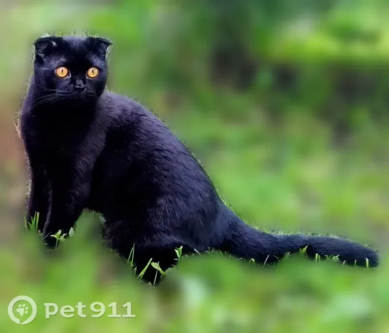 Пропала кошка, Деревня Котовка, Южная, д. 87 — чёрный шотландский вислоухий, шипит на чужих - photo