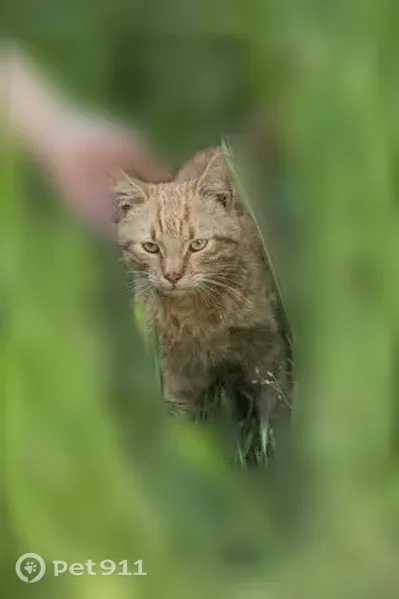 Пропала кошка, Таганрог, Чехова, д. 32 — рыжий, активный, игривый охотник - photo