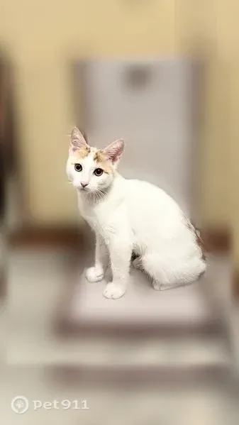Пропала кошка, Таганрог — белая с рыжими пятнами и рыжим хвостом - photo