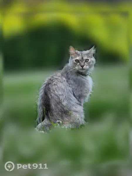 Пропала кошка, Санкт-Петербург — хвост как у зайчика, зелёные глаза - photo