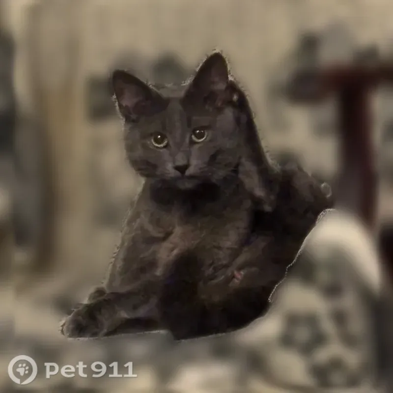 Пропала кошка, Калуга, Тульская, д. 67 — серый кот, желтые глаза - photo