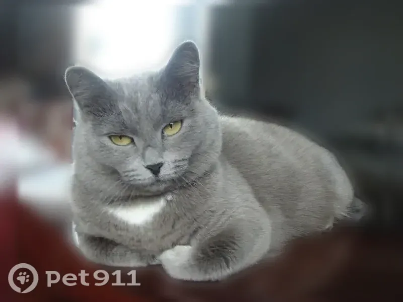 Пропала кошка, Кемерово, Молодежный, д. 6а — серый окрас, британская, 17 лет - photo