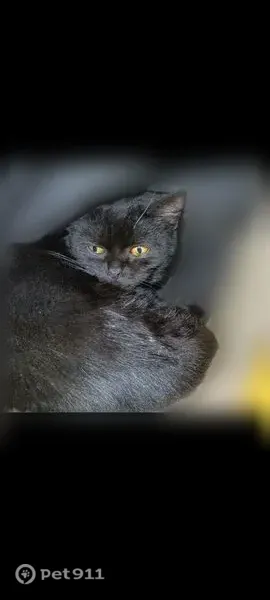 Пропала кошка, Щигры, Советская, д. 13 — чёрная кошечка-подросток Дашка - photo