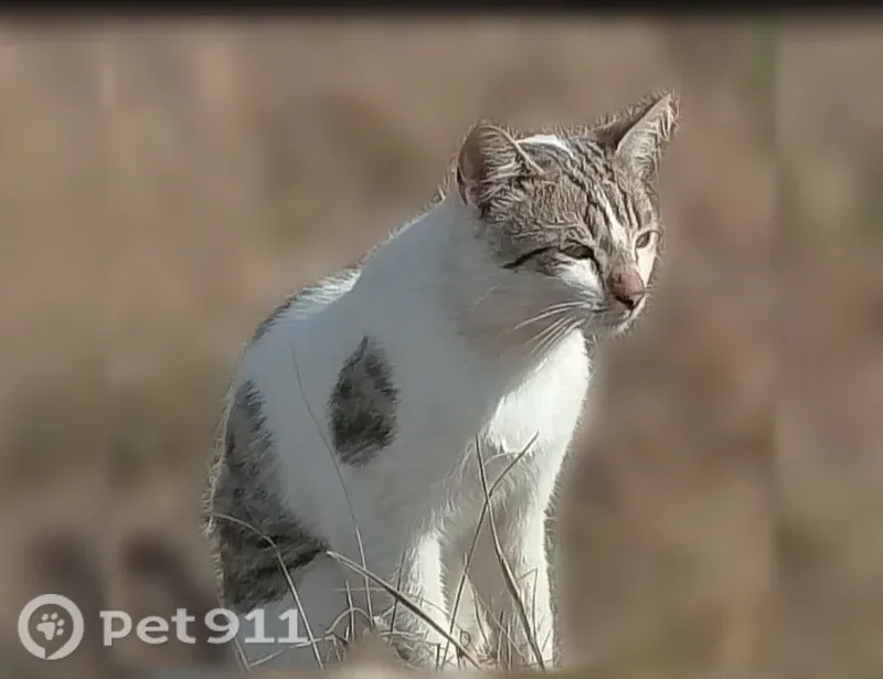 Пропала кошка, Рабочая, Донецк — бело-коричневая полосатая, 4,3 года - photo