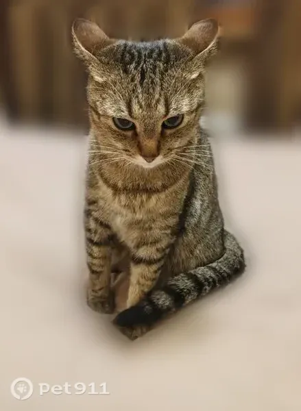 Пропала кошка, Старый Оскол, Олимпийский, д. 20 — пугливая, 3 года, 5 кг - photo
