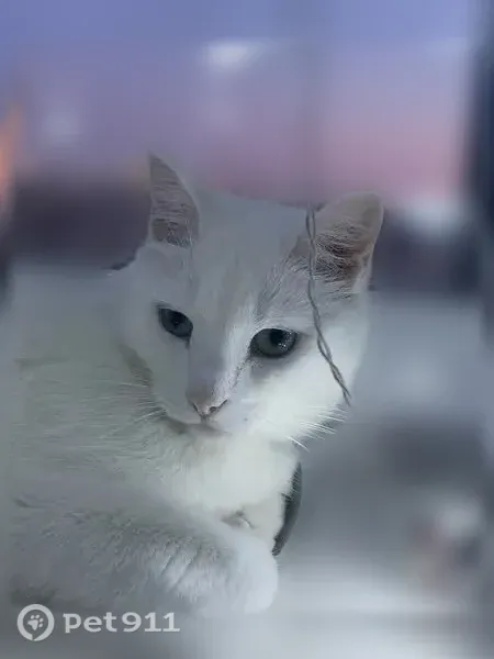 Пропала кошка, Тавда, Дорожная, д. 9 — белый, с разными глазами - photo