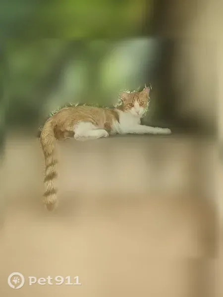 Найдена кошка, Красная, д. 198А, Краснодар — молодой котик, недавно кастрирован - photo