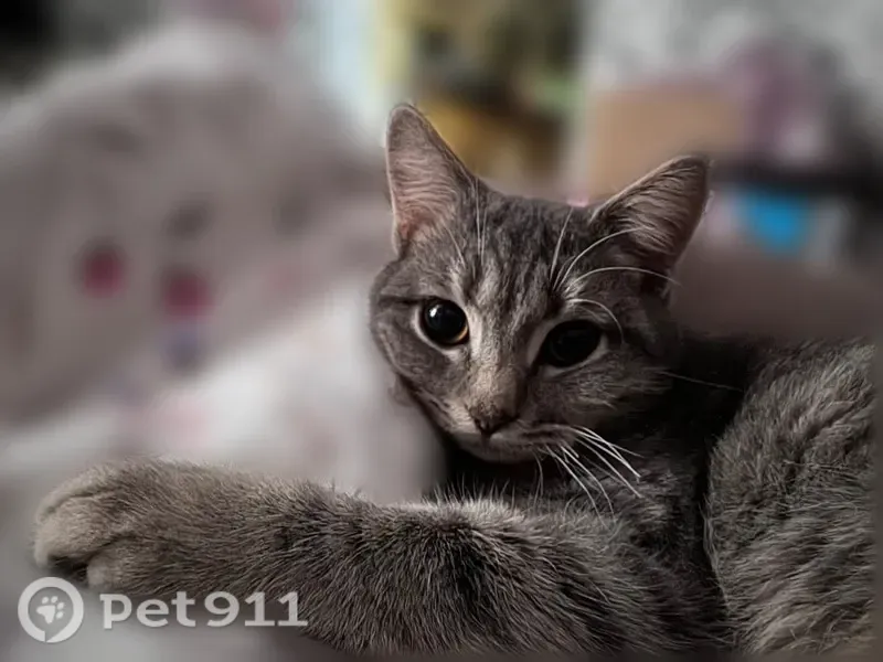 Пропала кошка, Невинномысск, Чайковского, д. 9А — серый, короткие лапки - photo
