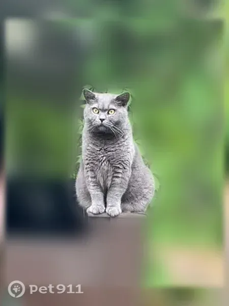Пропала кошка, Поселок Малышево, Озерная, д. 23 — серо-голубая, хорошо откликается на имя - photo