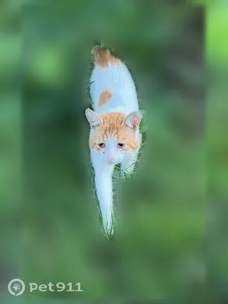 Найдена кошка, д. аргомыжского, Нижний Новгород — ласковая, белая с рыжими пятнами на спинке - photo