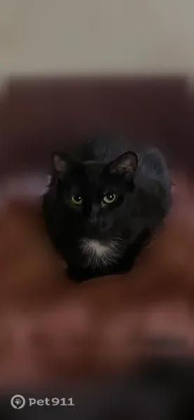 Пропала кошка, Железногорск, Ленина, д. 7/2 — чёрная, не стерилизована - photo