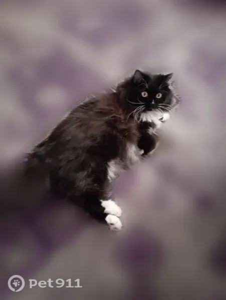 Пропала кошка, Село Ташбулатово, Ташбулатово — чёрный с белыми лапками, белое пятнышко на носу - photo
