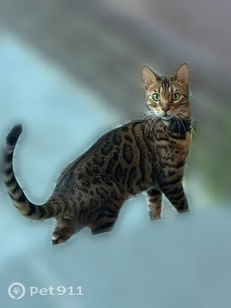 Пропала кошка, Анкудиновское, Нижний Новгород — бенгальский кот, откликается на кличку «Дарвин» - photo