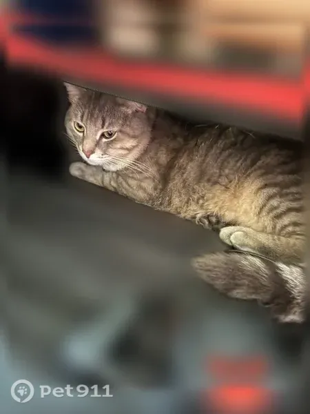 Пропала кошка, Ново-Казанская, д. 23, Пенза — на спине была рана - photo