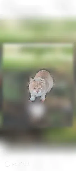 Найдена кошка, Пенза - photo