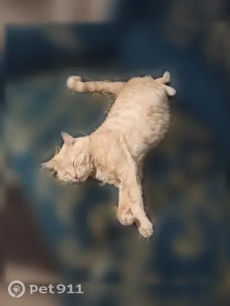 Пропала кошка, Блюхера, Ярославль — рыжий кот Василий - photo