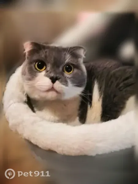 Пропала кошка, Сызрань, Смирницкой, д. 4а — вислоухая британка Майя - photo