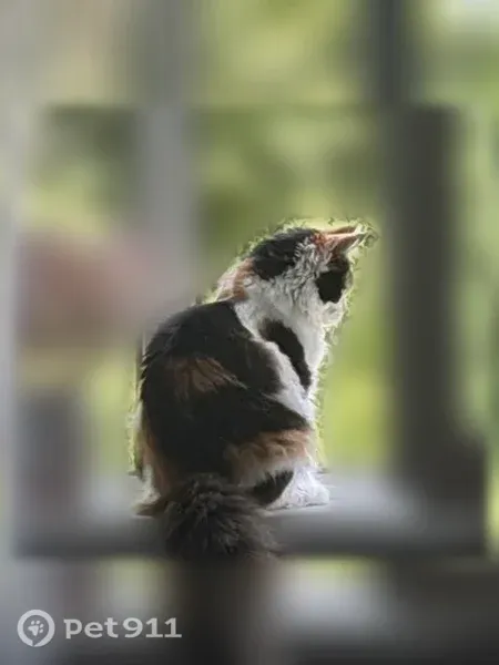 Пропала кошка, 2-й Пожарского, Ярославль — упитанная кошечка - photo